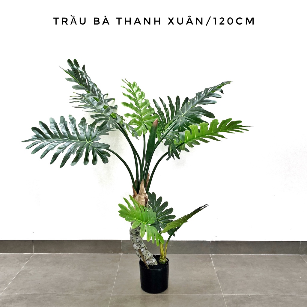 TRẦU BÀ THANH XUÂN -