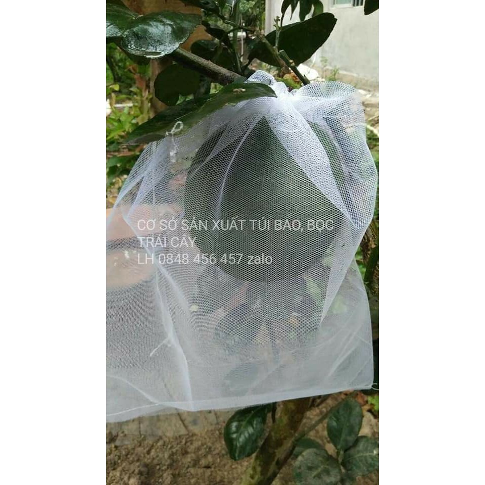 [35*40cm] 50 CÁI TÚI DÙNG ĐỂ BAO,BỌC NHO,NHÃN,BƯỞI DIỄM DA  XANH