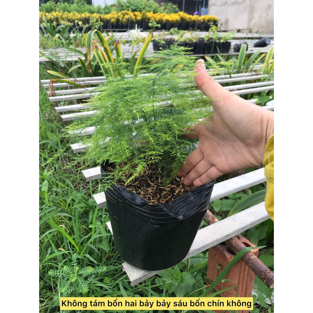 Cây thủy tùng- cây công trình- cây phong thủy- cây sân vườn- caykiengsadec