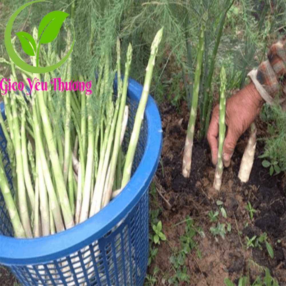 30 Hạt Giống Măng Tây Màu Xanh Dễ Trồng Bốn Mùa