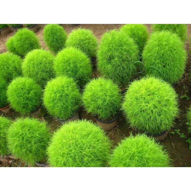 Hạt Giống Cỏ đổi màu Kochia 100 Hạt/ Gói ĐẾN MÙA TRỒNG TẾT luckyseed hạt siêu rẻ