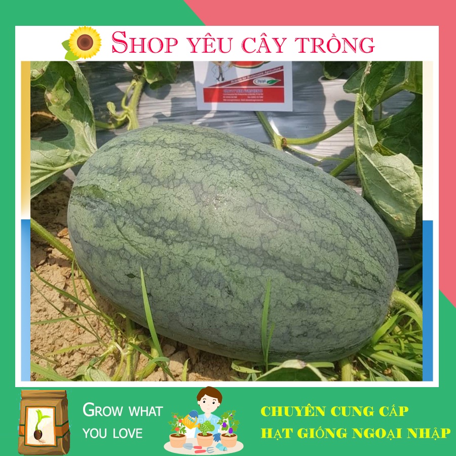 Hạt giống dưa hấu lai F1-Agri red 909 dễ trồng năng suất, chống chịu bệnh tốt