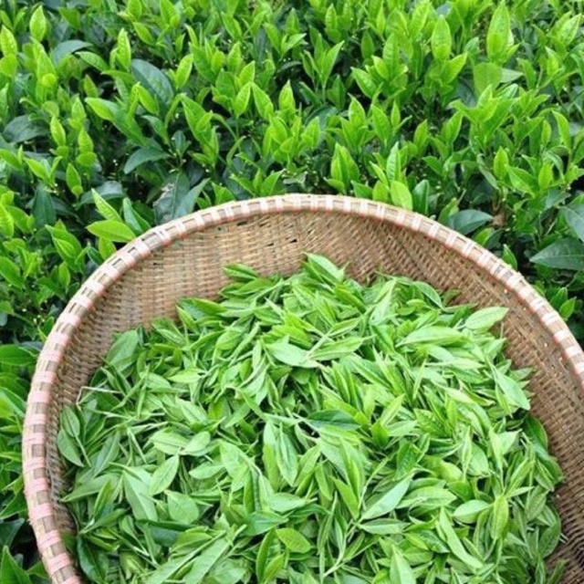 Combo 2 cây chè xanh( trà xanh) Thái Nguyên dùng pha trà,làm bánh