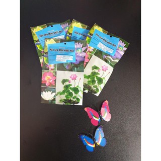 Hạt giống sen mini Nhật mix - 5 hạt