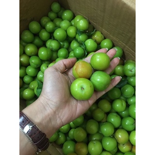 Mận hậu và Mận cơm Sơn La