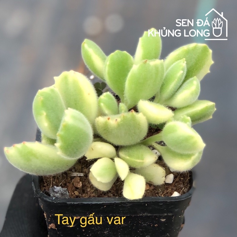 Sen đá Tay Gấu Var - cotyledon tomentosa variegata