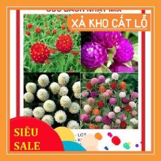 Hạt Giống Hoa Cúc Bách Nhật nhiều màu