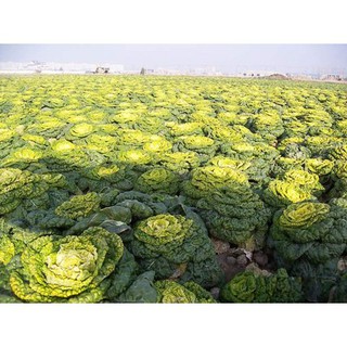 gói 5gr hạt giống bắp cải hoa vàng