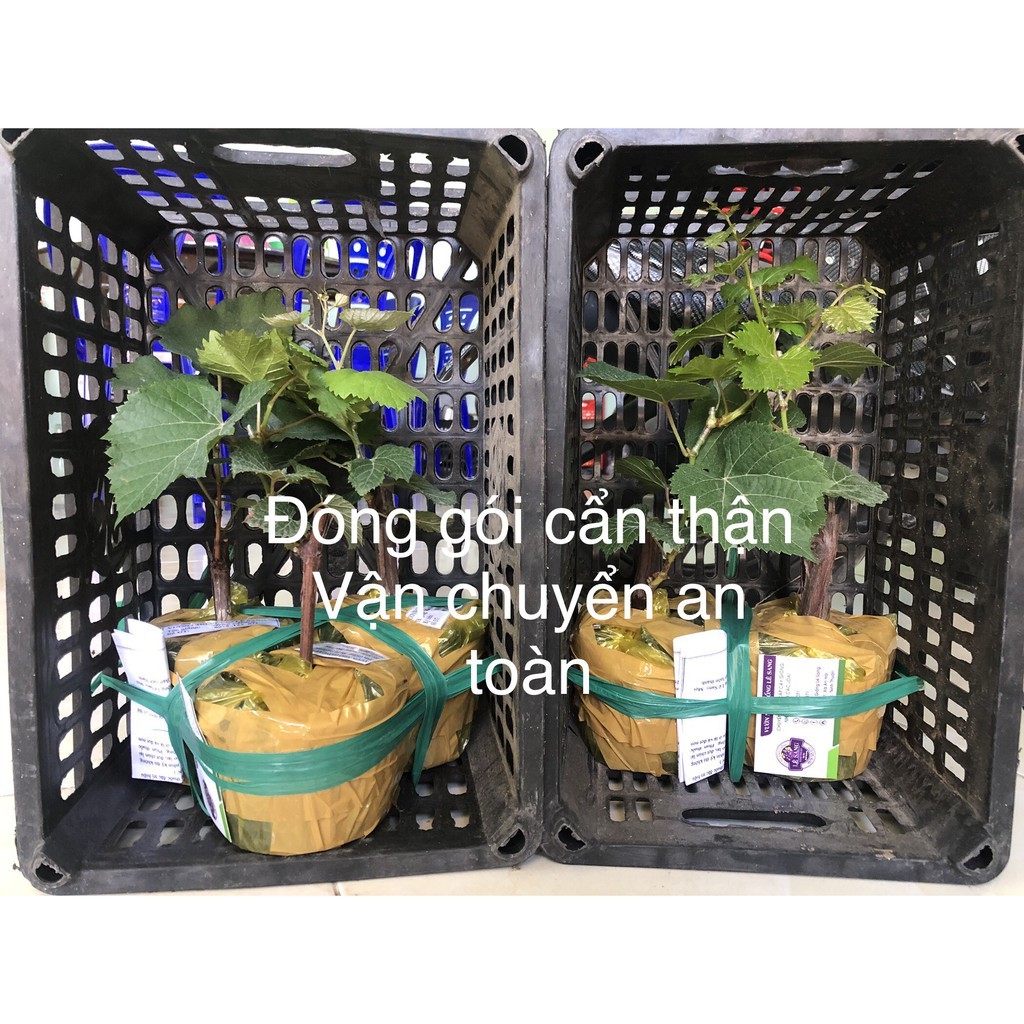 Cây Nho giống Nho Đỏ .