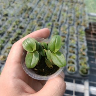 PHI ĐIỆP MÍT ĐỒNG XU HOÀ BÌNH