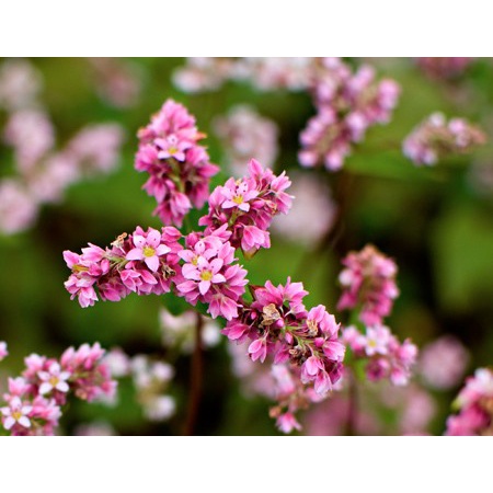 Hạt giống tam giác mạch( tặng kèm phân bón và kích mầm)