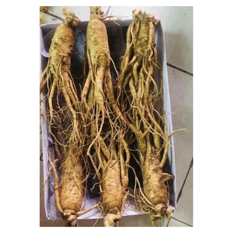 Nhân Sâm nguyên củ Hàn Quốc 1KG Loại to siêu phẩm 6 củ/Kg)