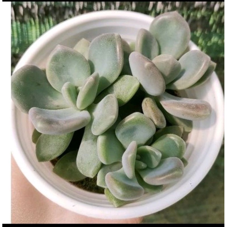 Các loại sen đá ĐÁ CAM - ĐÁ ĐỎ - ĐÁ NÂU - ĐÁ XANH - Size trung - Vườn Đà Lạt