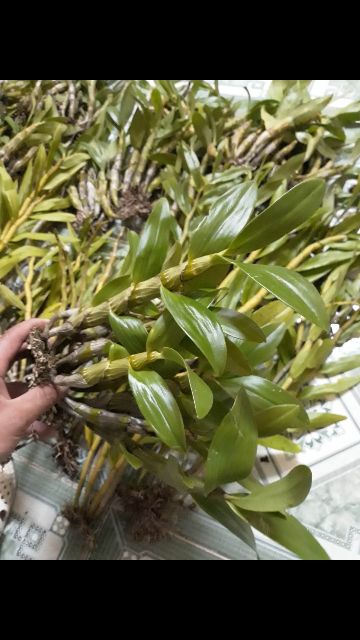 Combo 10 loại lan rừng giá siêu mềm cho ae yêu Lan