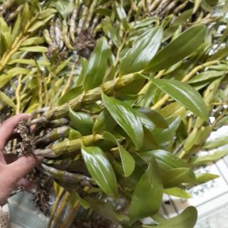 Kim điệp xuân điện biên