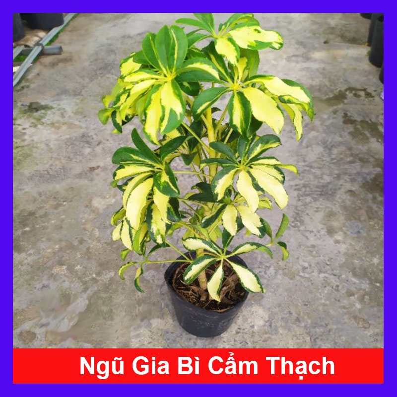 Cây Ngũ Gia Bì Cẩm Thạch - Cây đuổi muỗi + Tặng phân bón cho cây