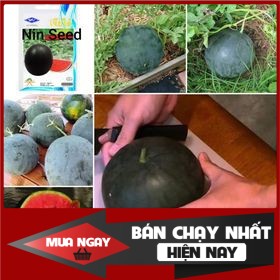 Hạt giống dưa hấu sugar baby vỏ đen Thái Lan