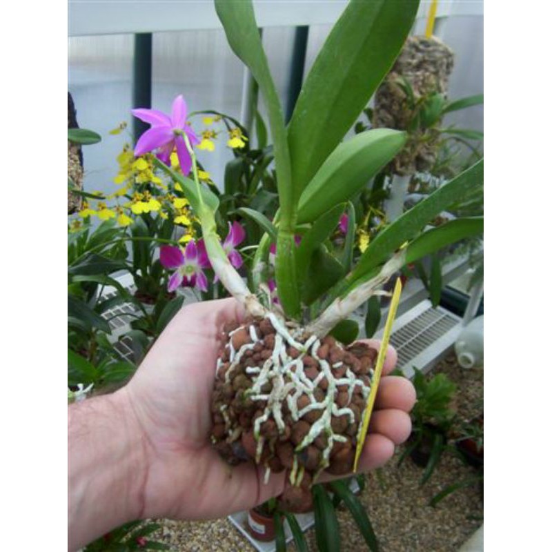 Viên đất nung gói 5dm3, size 5-8mm và 1-2cm