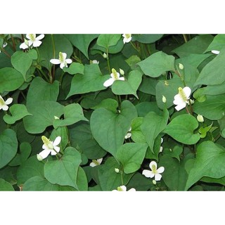 Hạt giống rau Diếp Cá (Dấp Cá)