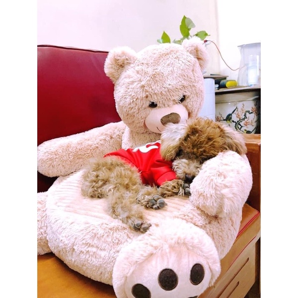 [Giặt được máy giặt] Ổ đệm nằm cho thú cưng mẫu gấu Teddy siêu cưng