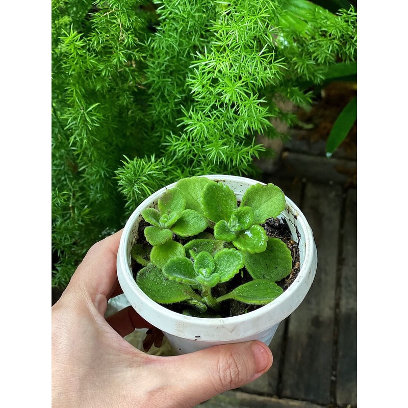 Cây Plectranthus amboinicus Cuban Oregano (Kinh Giới Cu Ba) (Lá Có Mùi Rất Thơm) chậu nhựa 8cm