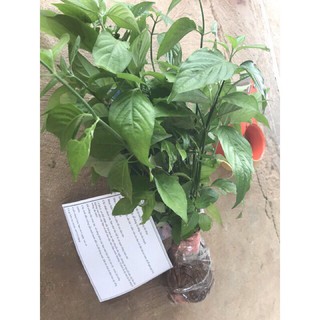 5k/c dễ trần  cẩm tím và đỏ