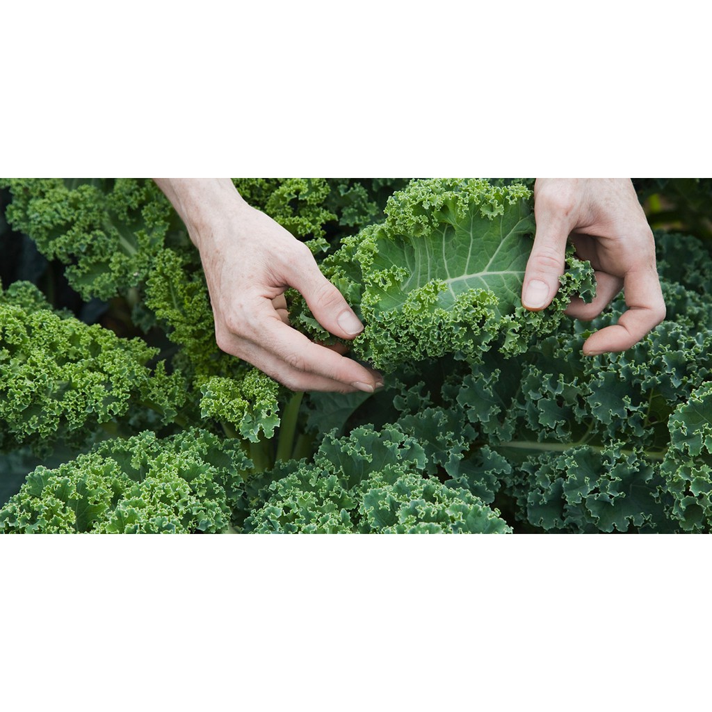 Hạt Giống Rau Cải Xoăn Xanh Kale
