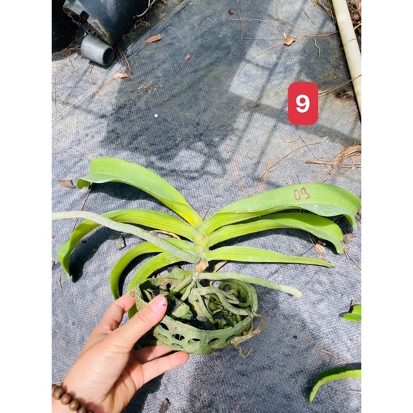 Lan Ngọc Điểm cây trưởng thành giao màu ngẫu nhiên