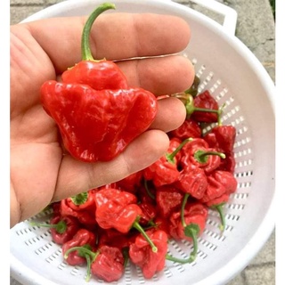 Hạt giống ớt Jamaica Red