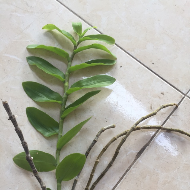 Phi điệp tây nguyên