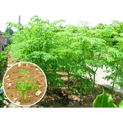Hạt giống rau chùm ngây