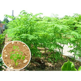 Hạt giống rau chùm ngây