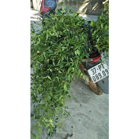 1KG Chè Vằng sẻ  khô sạch