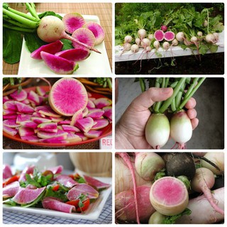 Hạt giống củ cải trắng ruột đỏ - 1 gói 2gram - dc