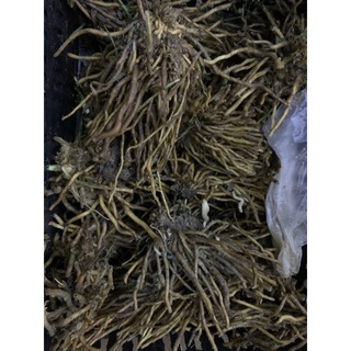 10 gốc măng tây  nhỏ mua 10 tặng 2