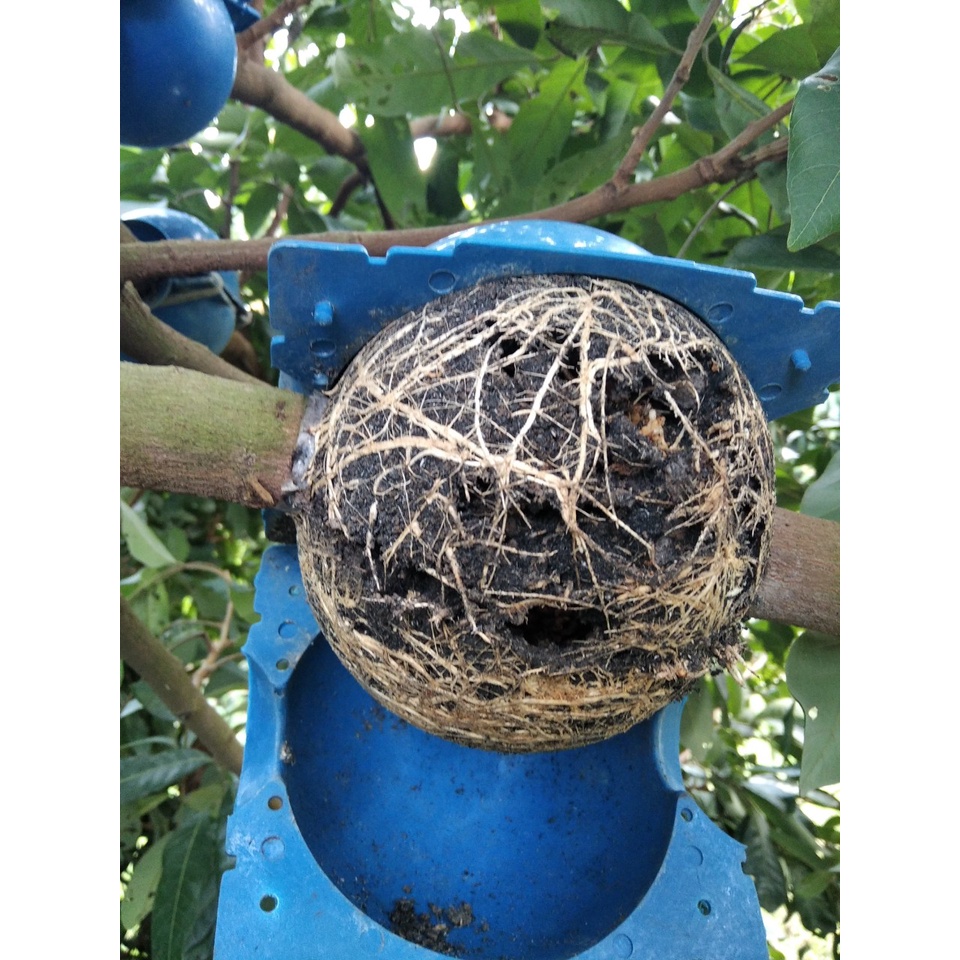 Sỉ bầu chiết cành 4cm 6cm 10cm 12cm