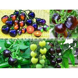Hạt Giống Cà Chua Bi Đen Dễ Trồng