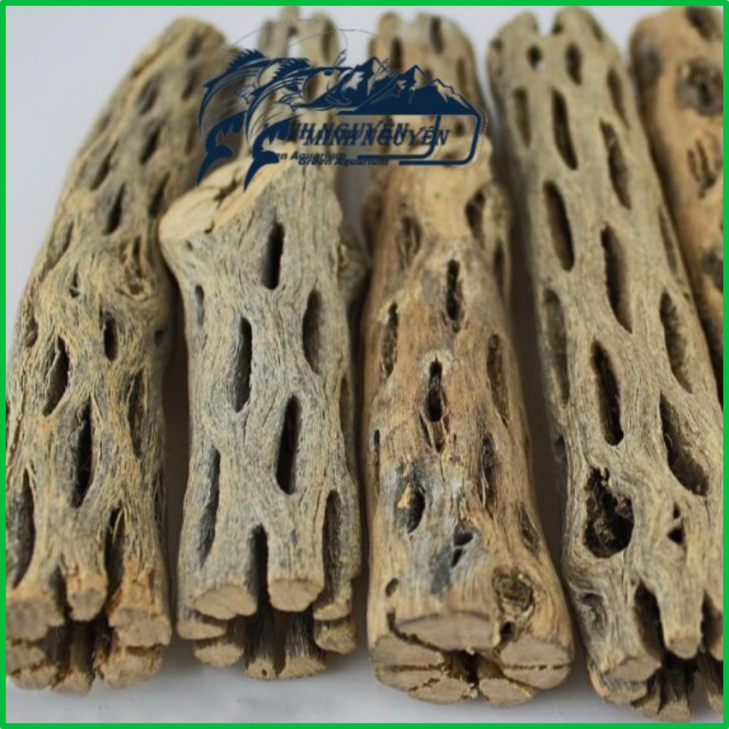 Lũa xương rồng Lũa Cholla Cactus Lũa cho tép cảnh