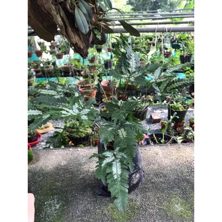 Combo các loại dương xỉ