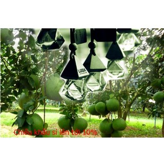 Tinh dầu bưởi cao cấp treo xe ô tô