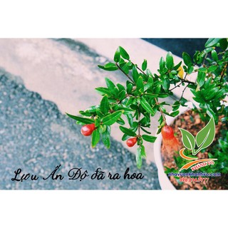 Lựu đơ Ai Cập siêu trái