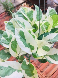 Trầu cẩm thạch
