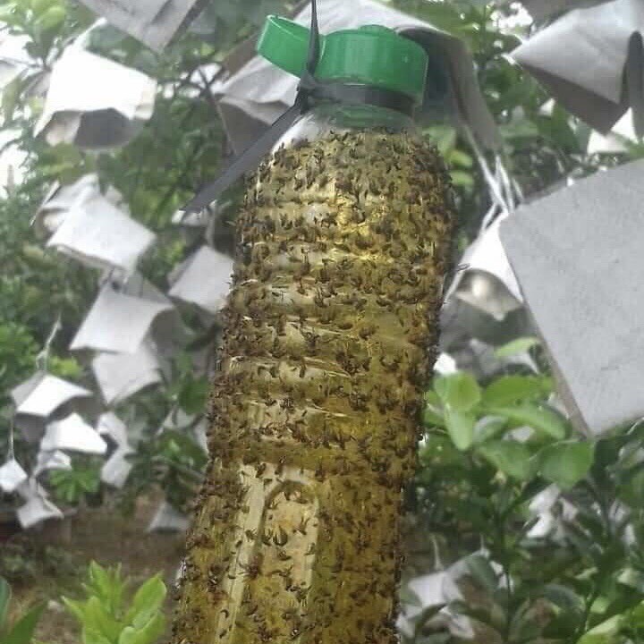 Thuốc diệt ruồi vàng đục quả dạng chai xịt 450ml - T72