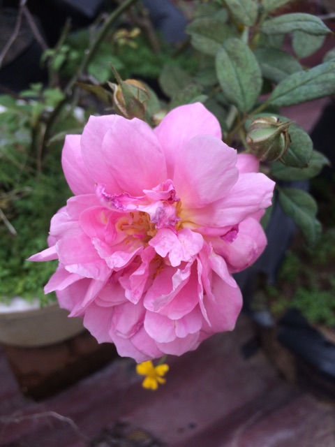 Cây hoa hồng giâm cành ( bảo hành cây 1 tháng sau mua)