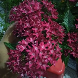 Diễm Châu ... hồng đậm