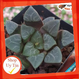 sen đá Guốc mini mới🍏 |FREESHIP| 🔥 XỨ NÓNG, ĐÃ THUẦN KHÍ HẬU, KHOẺ ĐẸP 🍏 LỖI 1 ĐỔI 1