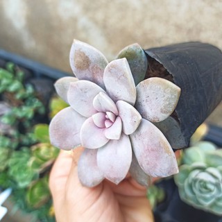 Sen đá dĩa hồng (Graptopetalum ‘Superbum’) và hồng mập (Đọc mô tả)