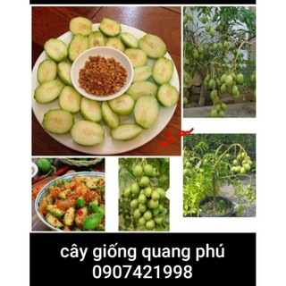 Cóc thái ,siêu lùn siêu quả