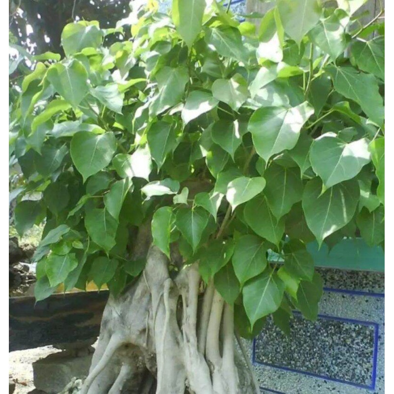 Cây giống cây Bồ Đề đỏ trồng trong bịch đen, được cố định trong thùng hàng, đảm bảo đến tay khách cây còn nguyên vẹn