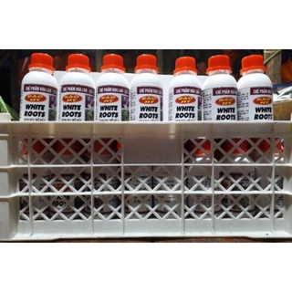 kích rể white roots báo hỷ
